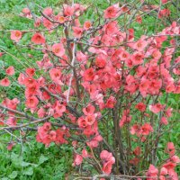 Японска Дюля/4 Налични цвята, снимка 12 - Градински цветя и растения - 41117564