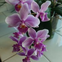 Красиви орхидеи , снимка 1 - Стайни растения - 32936807