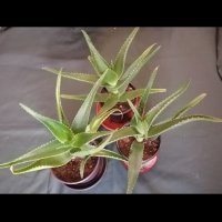 Aлое/Aloe arborescens/, снимка 2 - Стайни растения - 41353900