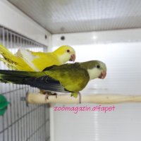 Монашески папагали, снимка 3 - Папагали - 41493704
