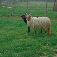 Унгарска Рачка, снимка 3 - Овце - 40237741
