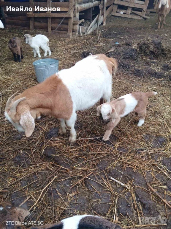 Продавам кози с ярета, снимка 1