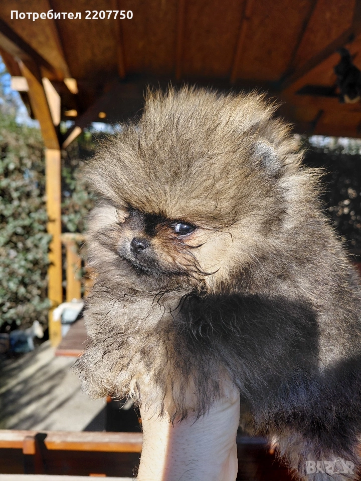 продавам померан , снимка 1