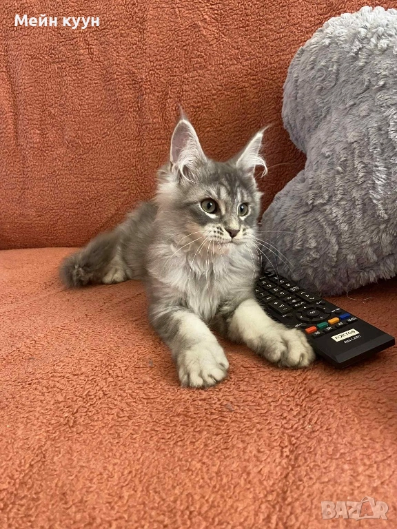 Мейн куун, снимка 1