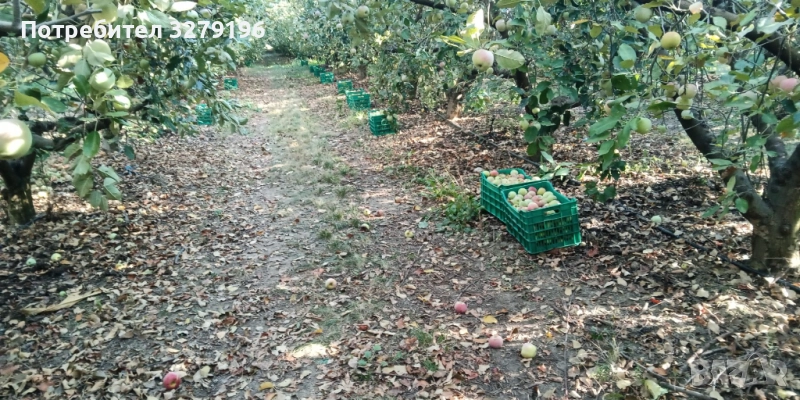 Продавам ябълки за сок и ракия, снимка 1