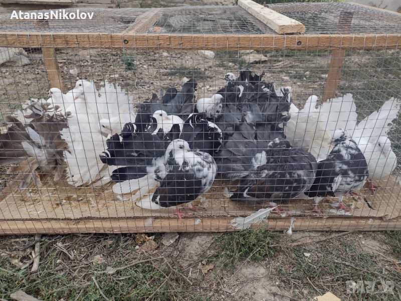 Фенерлии Гълъби, снимка 1