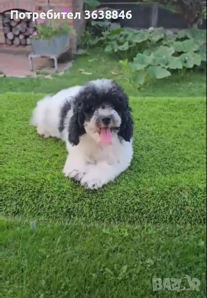 той пудел, снимка 1