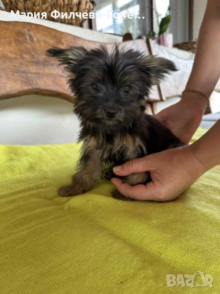 Йоркширски териер , снимка 1