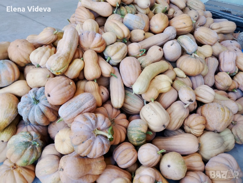 Тикви , снимка 1