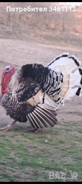 Продавам големи пуяци, снимка 1