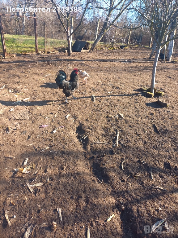 Австралорп на 7 м 2 бр, снимка 1