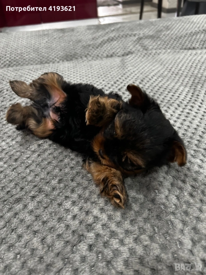 мини йоркширски териер, снимка 1
