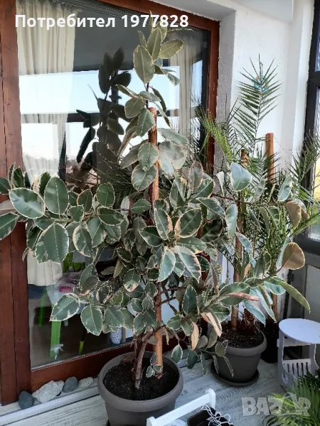 Фикус, снимка 1