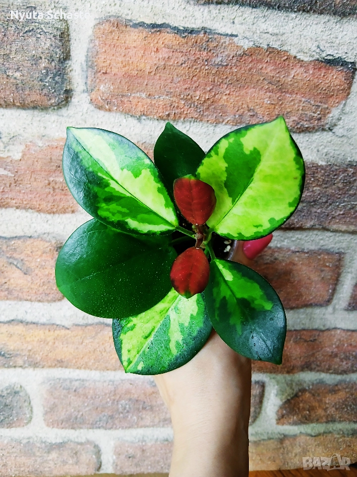 Hoya Australis Lisa , снимка 1