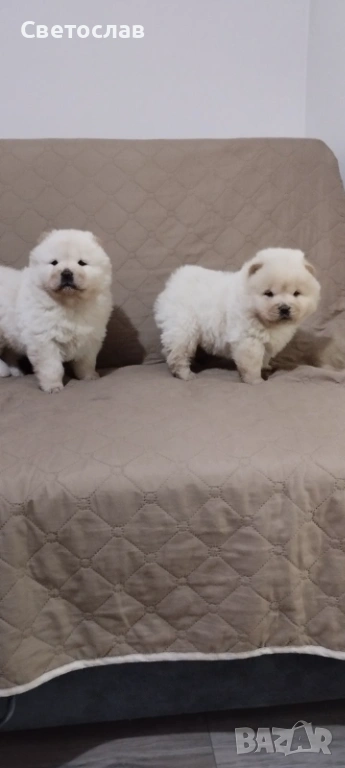 Продавам бели чау чау, снимка 1