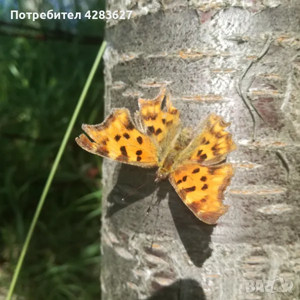 парцел УПИ Банкя кв.Иваняне, снимка 1