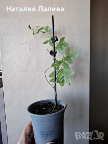 Бяла пасифлора, passiflora Constance Elliot, снимка 4 - Стайни растения - 53702464