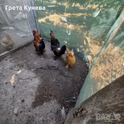 Продавам орпингтони,павловска, амрок, снимка 5 - Кокошки и пуйки - 55979082