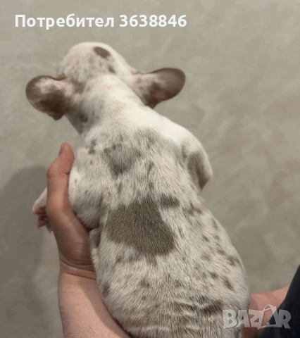 Френски булдок, снимка 3 - Френски булдог - 53592413