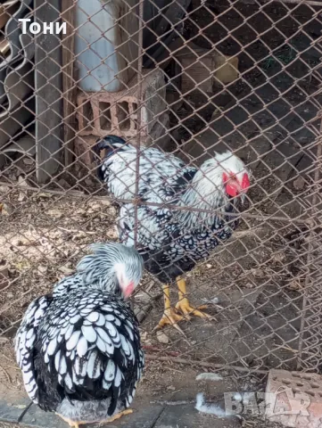 кокошки сребърен виадонт 2 +1