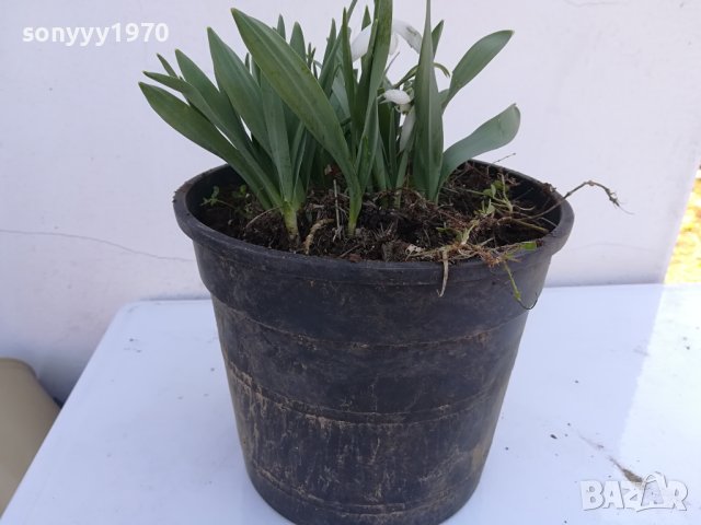 КОКИЧЕНЦА-ГРЪМ В САКЦИЯ 1902240804, снимка 17 - Градински цветя и растения - 44363362