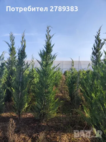 Лейланди кипарис, снимка 1