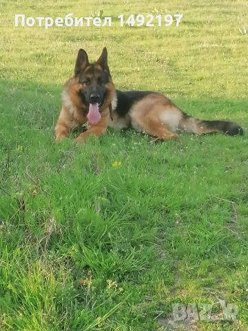 елитни малки немски овчарки , снимка 4 - Немска овчарка - 49776336