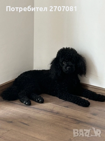 Черни мини пуделчета, снимка 10 - Пудели - 52653411