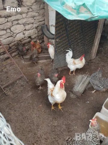 пилета, снимка 3 - Кокошки и пуйки - 49762588