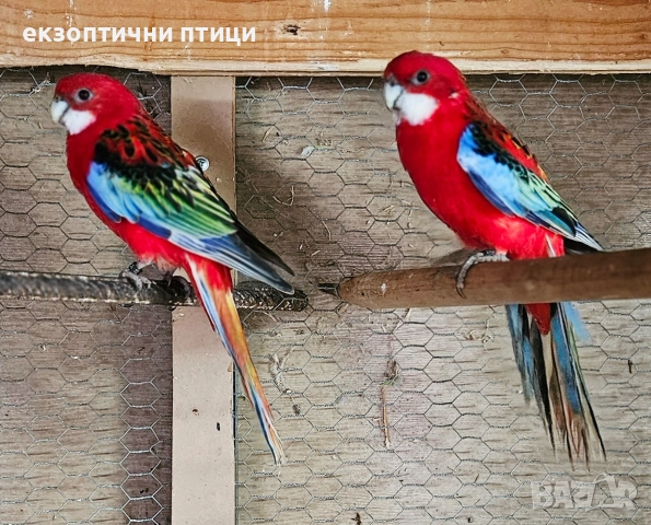 Двойка Червени Розели, снимка 5 - Папагали - 52895879