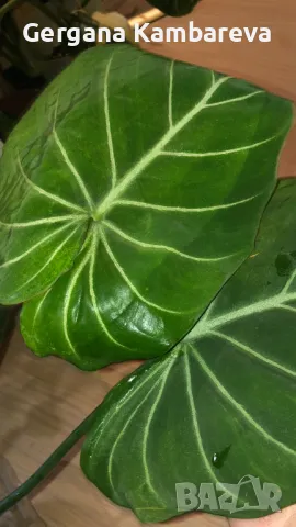 Philodendron Gloriosum Zebra , снимка 1 - Стайни растения - 48650918