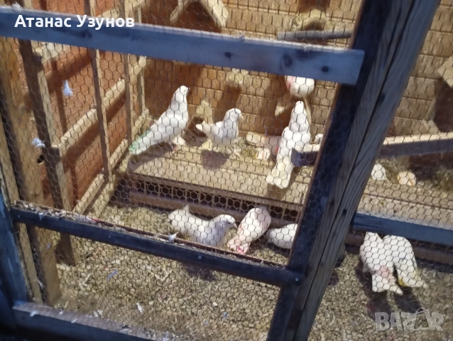 Пазарджишки бяли, снимка 11 - Гълъби - 52907065