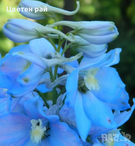 Разсад Ралица в саксия 2€брой саксия , снимка 6 - Градински цветя и растения - 53759430