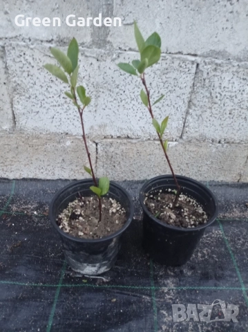 Арония , снимка 3 - Разсади - 51671763