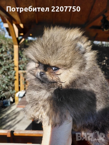продавам померан 