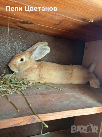Породисти Зайци 20€, снимка 9 - Други животни - 53753122