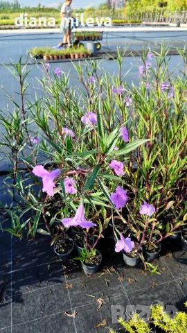 Руелия, Мексиканска петуния, Ruellia Purple Mexican Petunia!!!, снимка 7 - Градински цветя и растения - 54637157