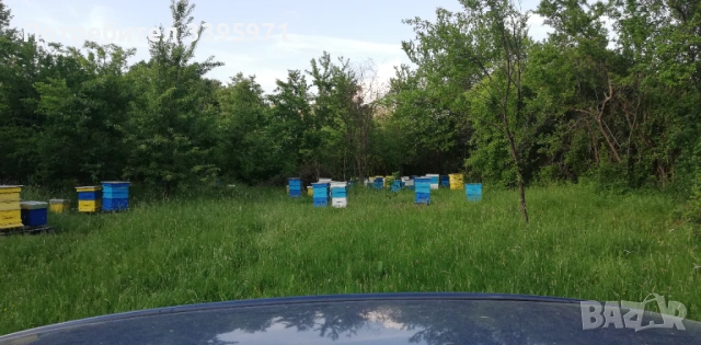 Пчелни отводки 2026, снимка 4 - За пчели - 53849793