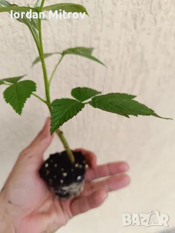 Разсад .Ягоди и малини, снимка 10 - Разсади - 49494255