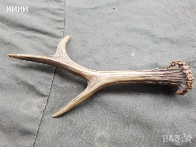 Рог от сръндак 3, снимка 2 - Антикварни и старинни предмети - 53618833