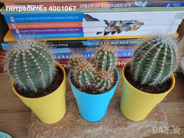 кактуси в саксии, снимка 1