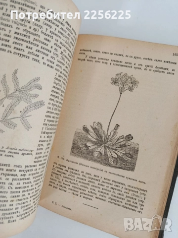 Ръководство по обща ботаника 1898г, снимка 5 - Специализирана литература - 55840243