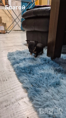 Мини Пинчери