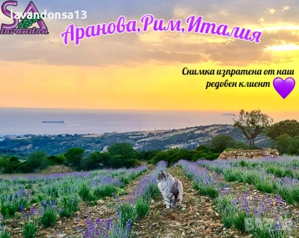 Разсад Лавандула Севтополис, Лавандин и Маслодайна Роза | Директно от производител, снимка 12 - Разсади - 30787134