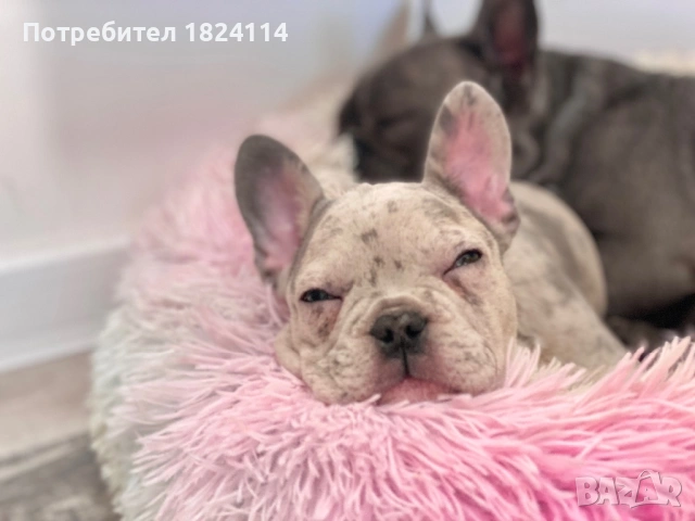 Френски булдог бебе/french bulldog, снимка 9 - Френски булдог - 52840828