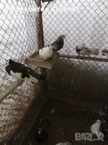 Пернишки капест, снимка 7 - Гълъби - 49426302