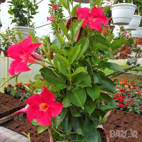 Дипладения Мандевила Grand rose