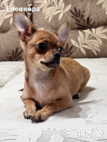 Уникално Мъжко Шоколадово Чихуахуа 