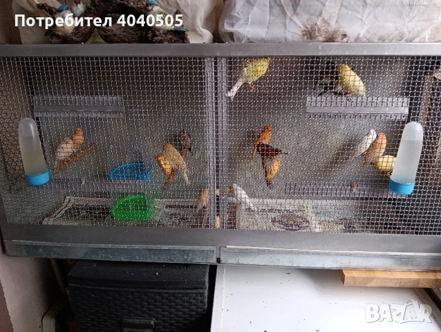 канарчета , снимка 4 - Канари - 52378922