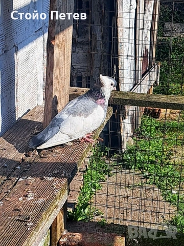 Женски фелигихаз